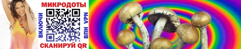 Псилоцибиновые грибы Psilocybe  где продают наркотики  Калининец 